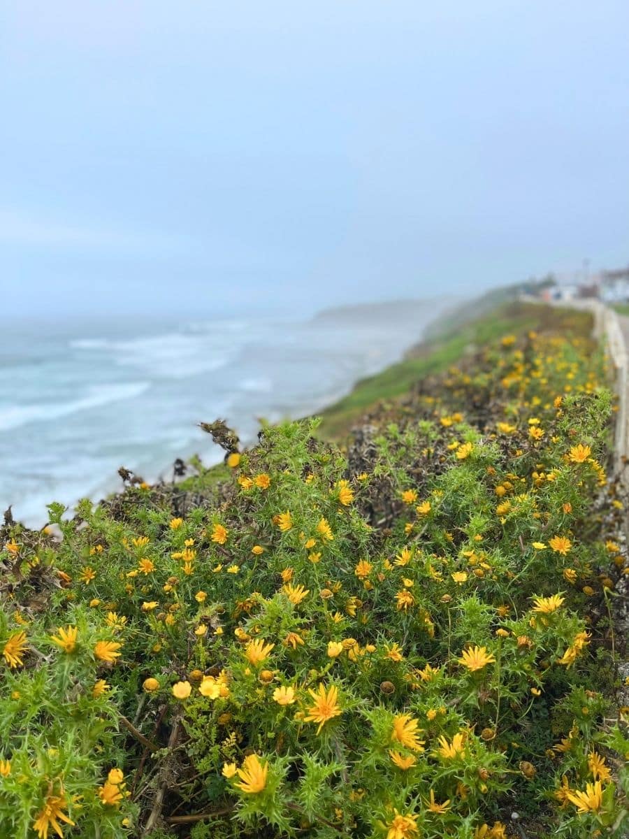 A misty coastal view in Ericeira, Portugal, with wild yellow flowers in the foreground. The rugged shoreline extends into the distance, with waves crashing against the cliffs. The scene is framed by a soft, overcast sky, creating a dreamy and serene atmosphere. A walking path runs along the cliffside, leading towards the distant horizon where the land meets the sea. The vibrant yellow flowers contrast with the cool, muted tones of the ocean and sky, adding warmth to the landscape.