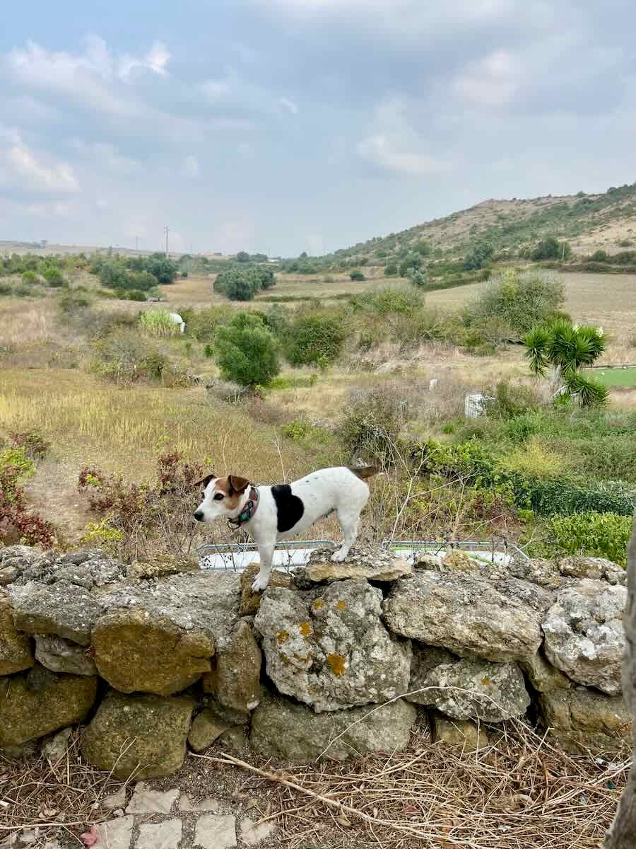 A small Jack Russell Terrier stands confidently on top of a stone wall, overlooking a vast, rural landscape. The view includes rolling hills with scattered greenery and trees under a cloudy sky.