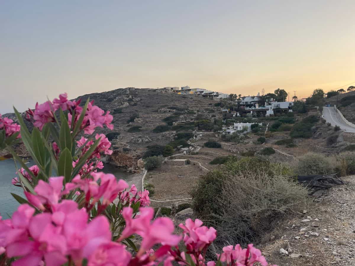 Pink flowers up close and the hills and houses in the background