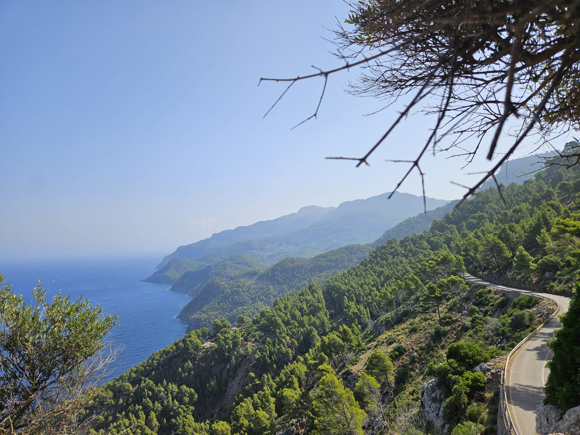 A winding road surrounded by lush green hills, overlooking the vast Mediterranean Sea along the coastline of Mallorca on a clear day, with tree branches framing the view.