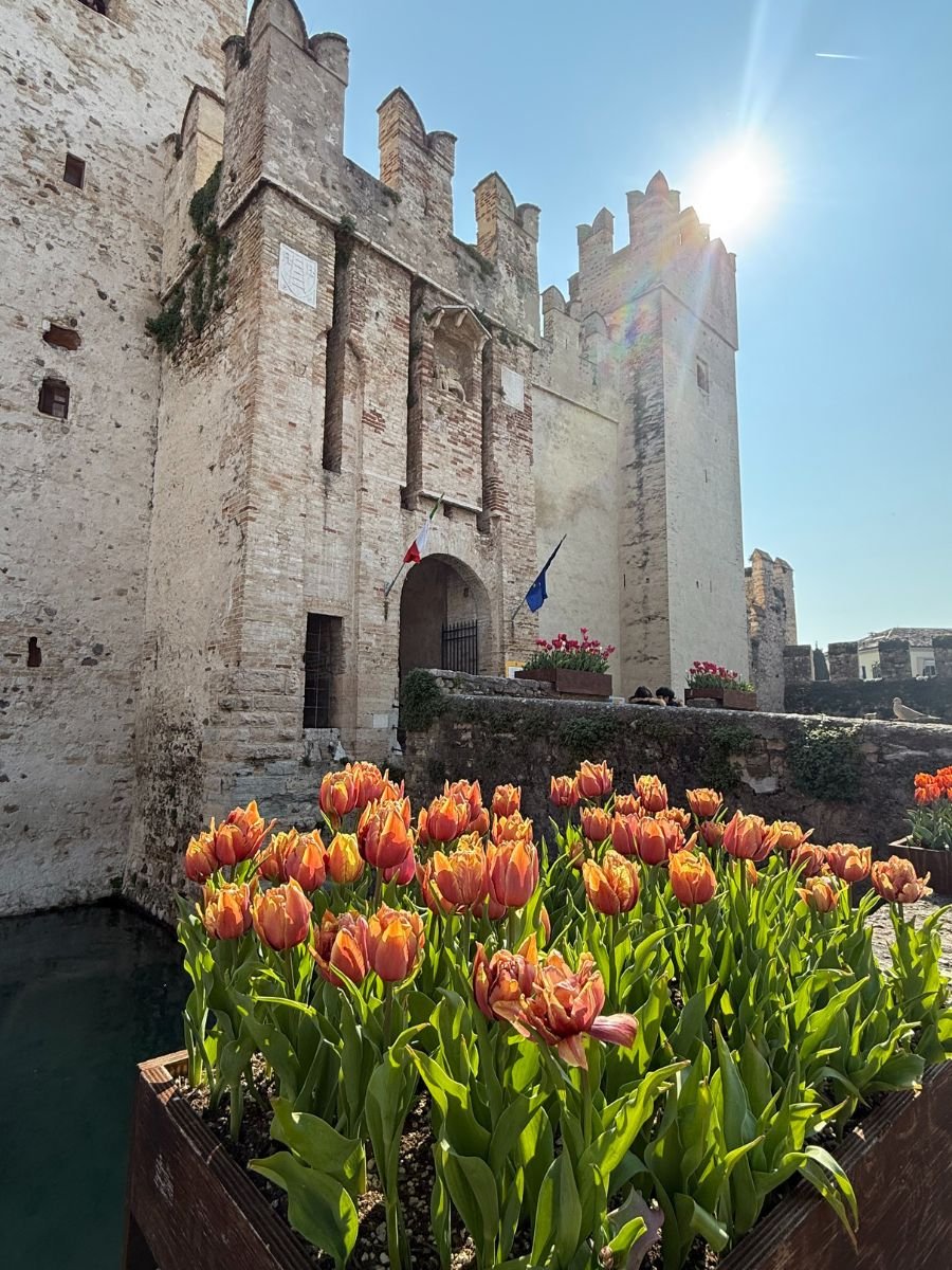 Vibrant orange tulips bloom in the foreground near the entrance of the Scaliger Castle in Sirmione, Italy, with its crenellated medieval walls and towers glowing in the bright sunlight overhead.