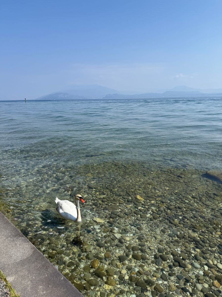 A serene view of Lake Garda in Sirmione, Italy, with a single white swan gliding in the crystal-clear, shallow water near the stone edge of the shore. The lakebed is covered with smooth, round stones, and misty blue mountains are visible in the background under a clear sky.