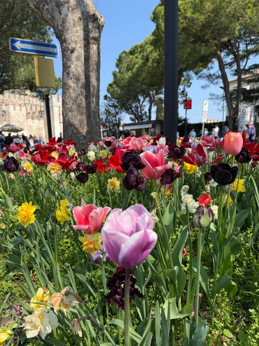 A colorful bed of tulips and daffodils in full bloom lines a pathway in Sirmione, Italy. The flowers—shades of pink, red, yellow, white, and deep purple—stand tall in the sunshine, with castle walls and tourists visible in the background beneath tall green trees.